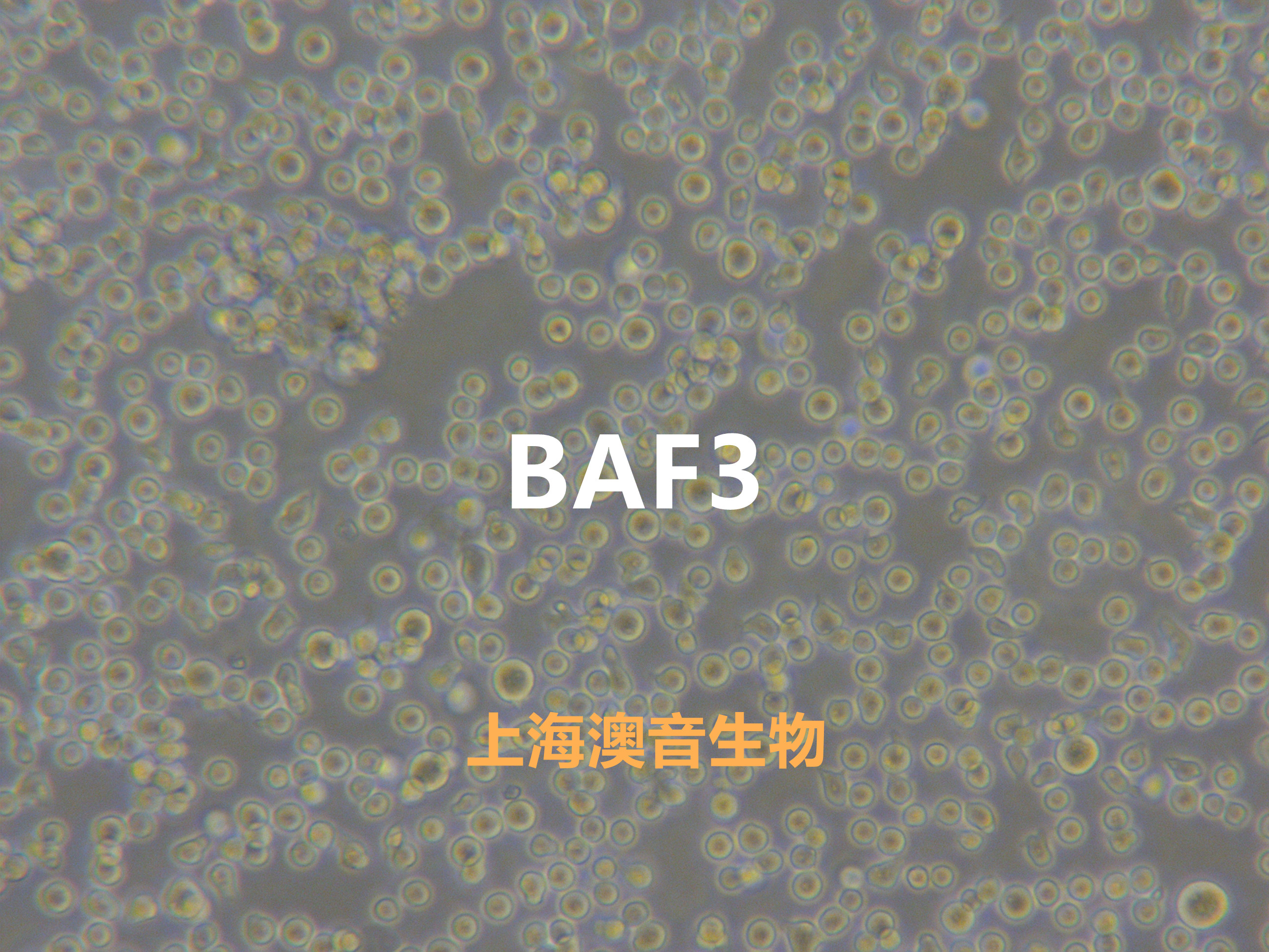 BAF3[BA/F3; BaF3; BAF3; Baf3]小