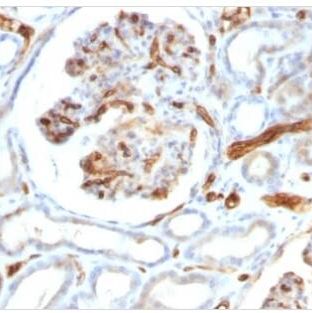脂联素单克隆小鼠抗体 (ADPN/1370),CF®488A,0.1 mg/mL BNC881370-500