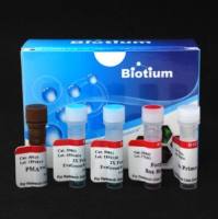 实时PCR细菌活力试剂盒 - Listeria monocytogenes (hly) xx 31051-X