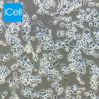 HCT-15/Taxol 人结肠癌紫杉醇耐药株/STR鉴定