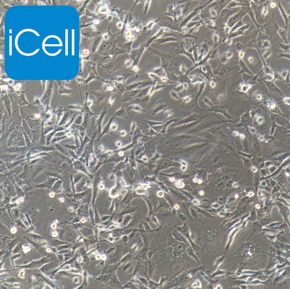 MDA-MB-231+luc/G261+luc/MCF-7Adr/淋巴管内皮细胞永生化