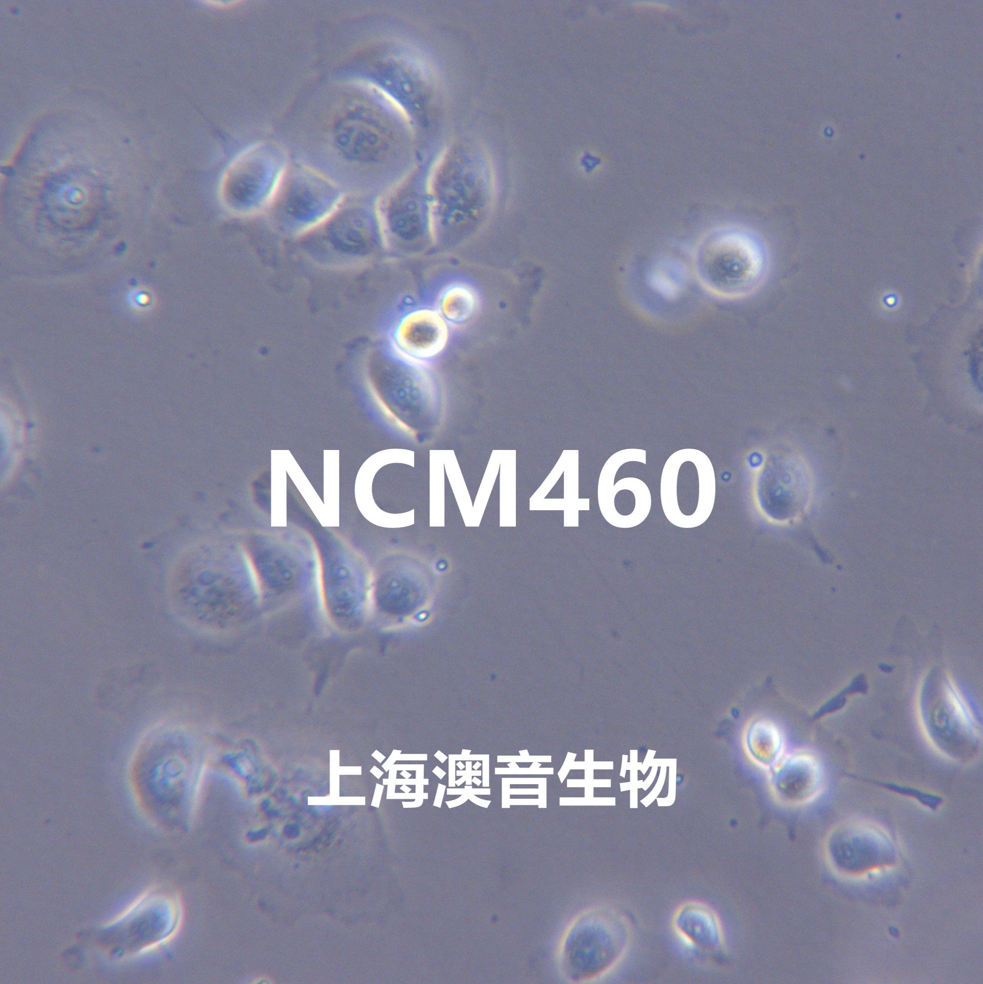 NCM460[NCM-460;ncm460]人正常肠上皮细胞