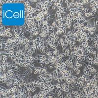 SK-BR-3+luc 人乳腺腺癌细胞+luc /STR鉴定