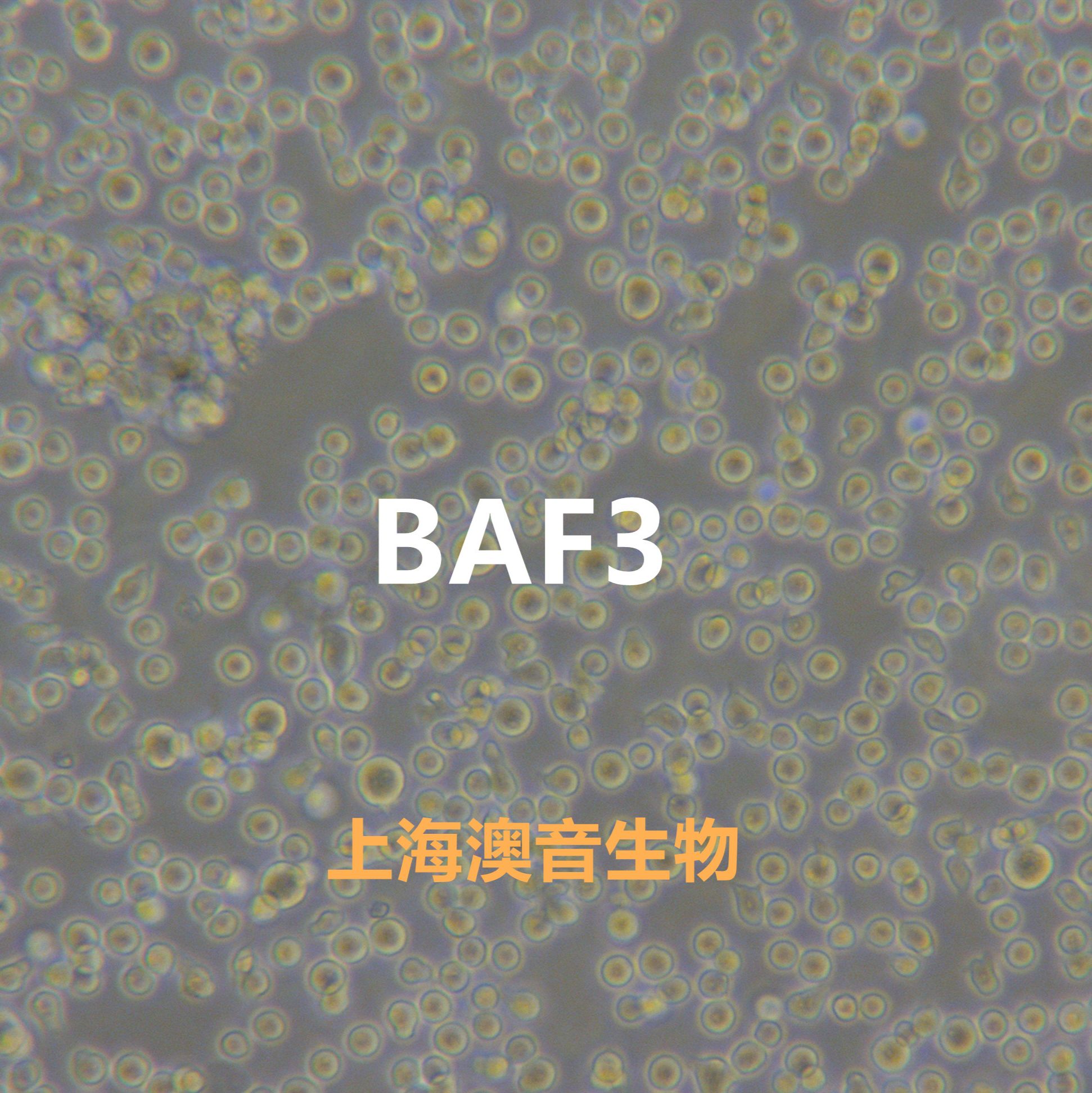 BAF3[BA/F3; BaF3; BAF3; Baf3]小鼠原B细胞株