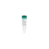Anti-5-Hydroxymethylcytosine Polyclonal Antibody