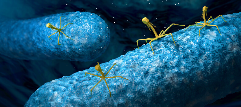 噬菌体展示库对单克隆抗体生产技术的推进