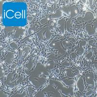 U87MG+RFP 人脑星形胶质母细胞瘤+RFP |U87MG/RFP细胞|U87MG+RFP细胞