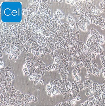 MCF-7+luc 人乳腺癌细胞+luc /STR鉴定/镜像绮点（Cellverse）
