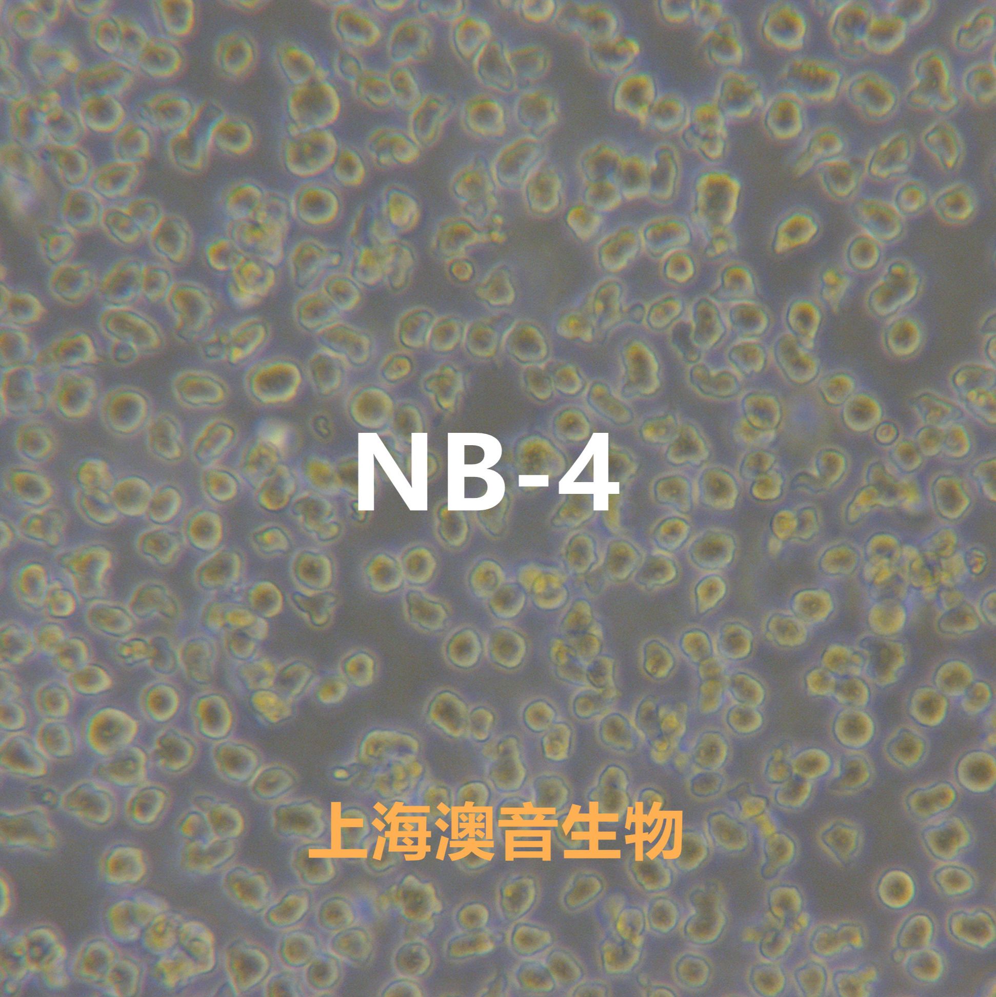 NB-4[NB-4; NB.4;NB4]人急性早幼粒细胞白血病细胞
