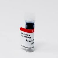 Ready-to-Use 100 BP DNA Ladder 31032