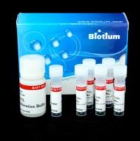 CF488A TUNEL凋亡检测试剂盒 30063