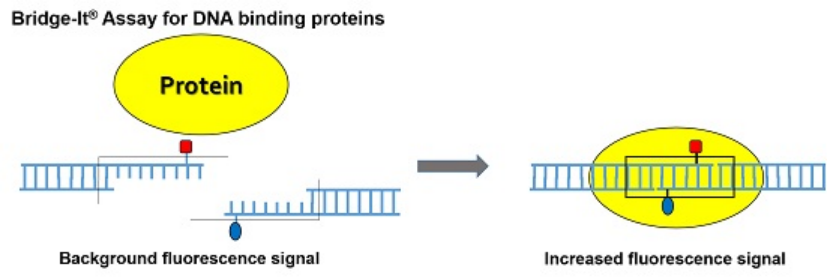 安诺伦代理Mediomics品牌——用于检测大分子物质的独特专利技术