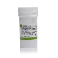 Gibco 17104019 IV 型胶原酶，粉末 现货