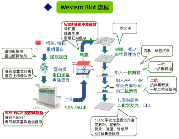 Western Blot 的成功之道