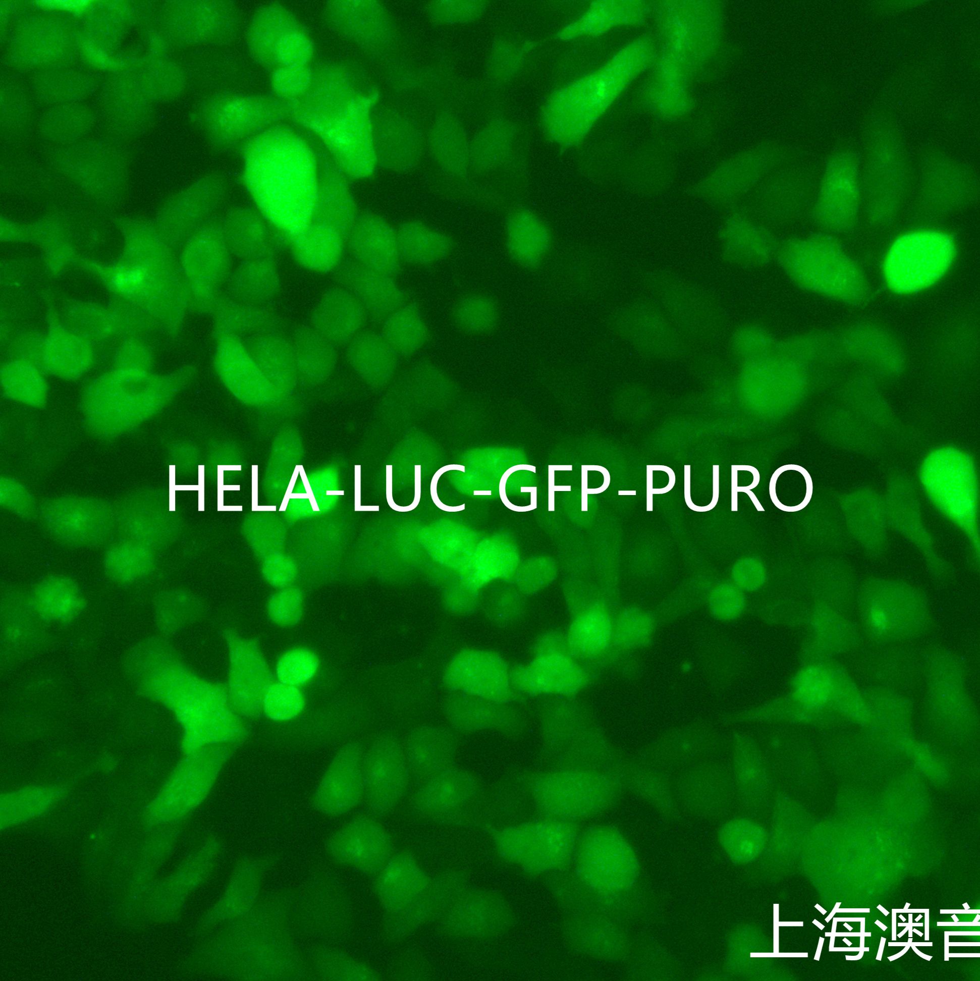 HELA-LUC-GFP-Puro[hela-luc;hela-gfp]双标记的人宫颈癌细胞
