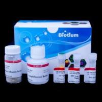 含HRP-链霉亲和素的酪酰胺扩增试剂盒 and CF®568 Tyramide 33008