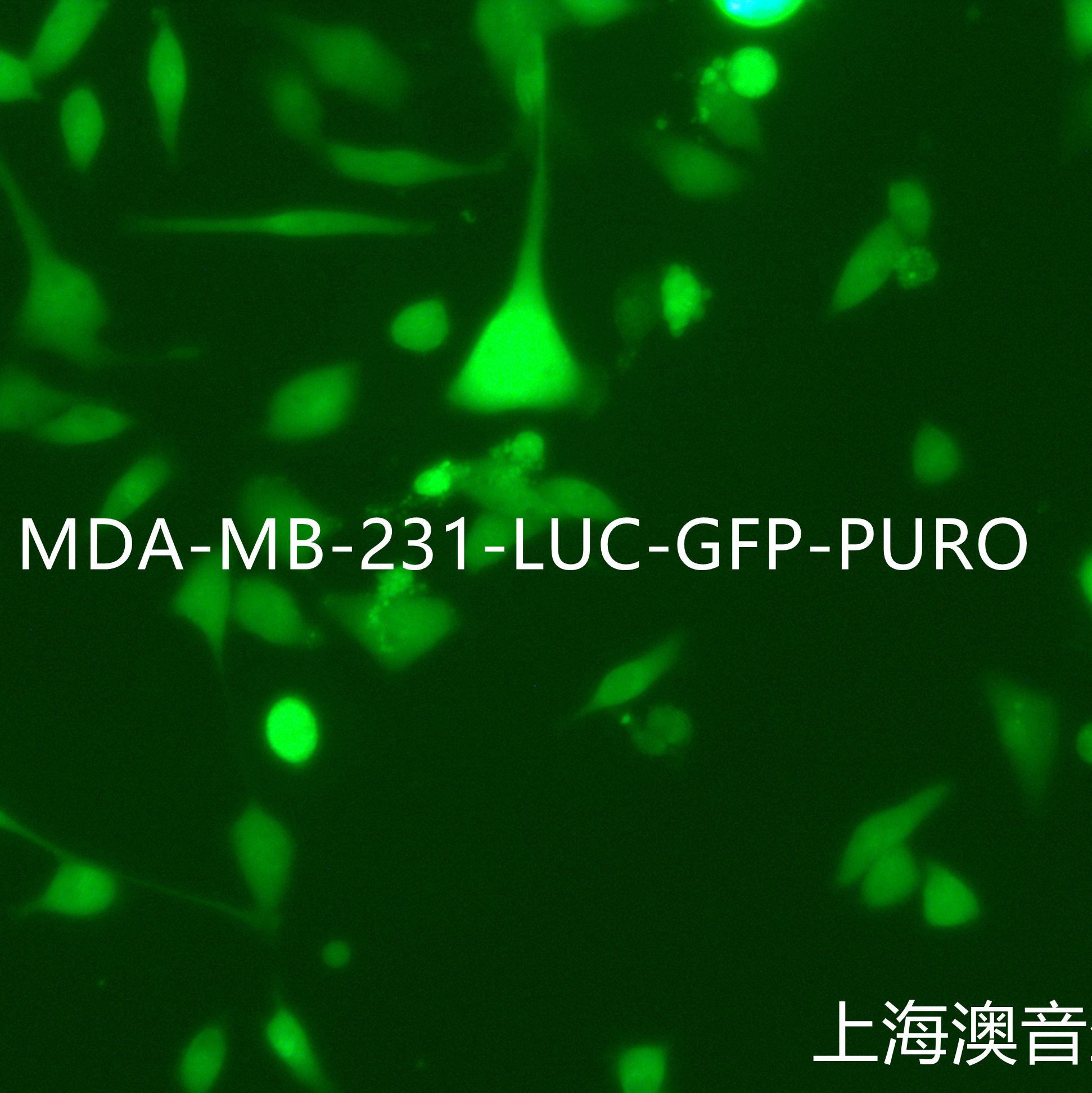 MDA-MB-231-LUC-GFP-Puro[MDA-MB-231-LUC;MDA-MB-231-GFP]双标记的人乳腺癌细胞