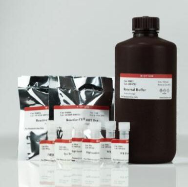 VersaBlot™ 总蛋白标准化试剂盒 CF®770T (Ex/Em 764/787 nm) ,500 labeling 33026