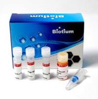 热启动聚合酶修饰试剂盒Biotium 29054