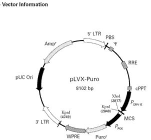 pLVX-Puro质粒载体使用说明