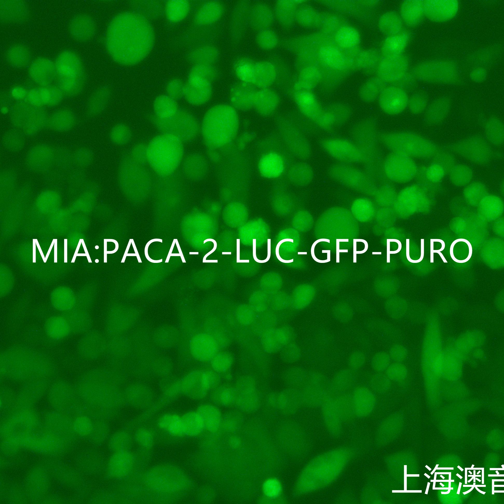 MIA PaCa-2-LUC-GFP-Puro[PACA-2-LUC;PACA-2-GFP]双标记的人胰腺癌细胞