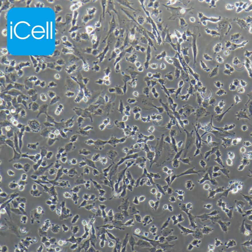 UMNSAH/DF-1 鸡胚成纤维细胞/ATCC细胞/配带STR鉴定报告