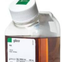 Gibco货号10099141 澳洲胎牛血清