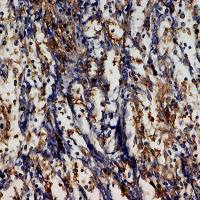 IHC检测- 免疫组化,免疫细胞化学_拓普生物动物实验整体外包