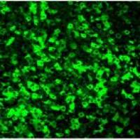   IF免疫荧光-荧光抗体标记检测-拓普生物一站式动物实验外包