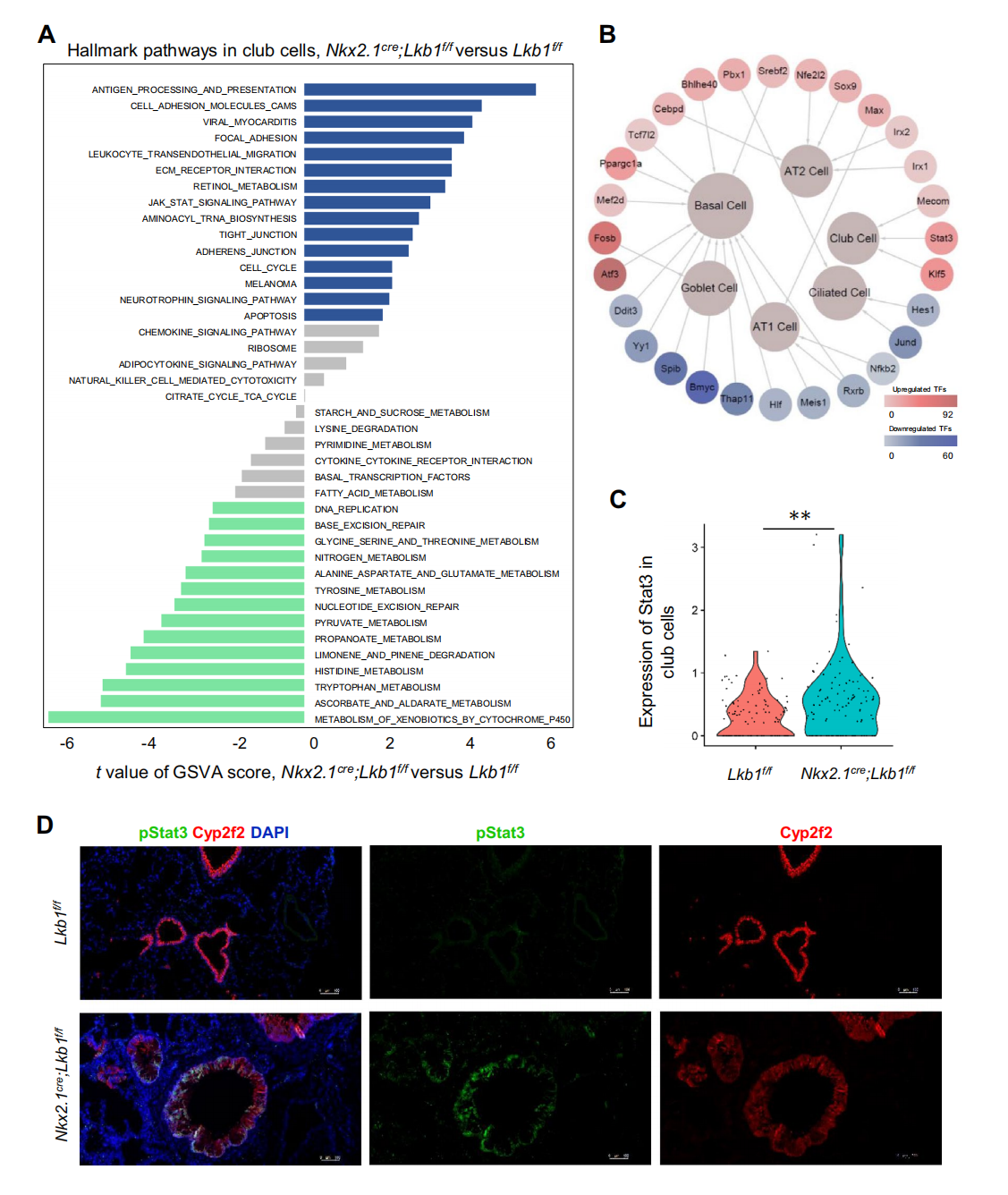 欧易单细胞测序助力解析气道goblet cell化生新机制_公司新闻_丁香通