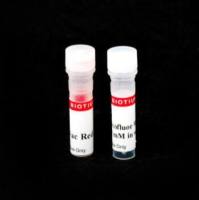 酵母活力染色试剂盒(Calcofluor白色和ViaVac红色/绿色) 31062