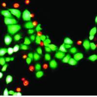 动物活细胞和死细胞活力/细胞毒性检测试剂盒 (150 assays) 30002-T