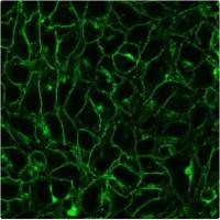 DNP 兔多克隆抗体 CF568 DNP20867-250uL