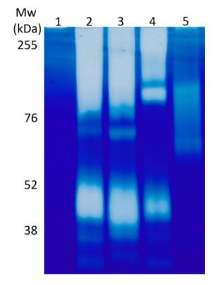 低氧/厌氧产品案例——人口腔致病菌牙龈卟啉单胞菌研究