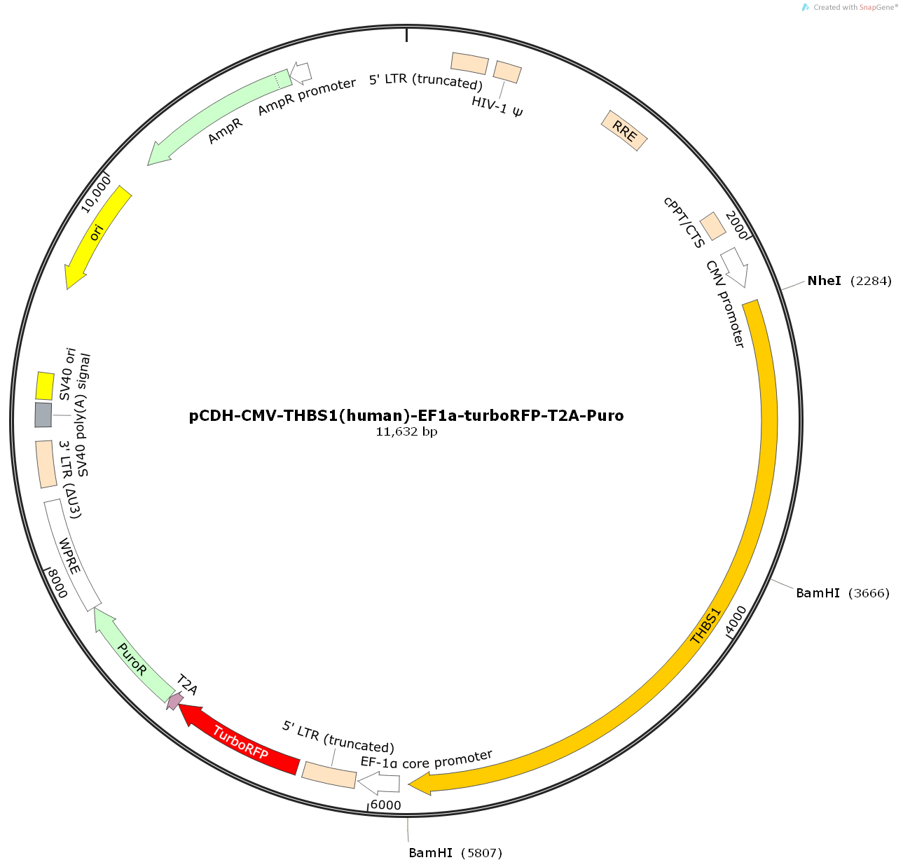 pCDH-CMV-THBS1(human)-EF1a-turboRFP-T2A-Puro 质粒的图谱 使用说明