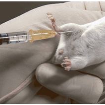 实验动物给药-小鼠给药动物实验外包