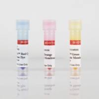 CellBriteTM蓝色细胞质膜标记试剂盒 30024