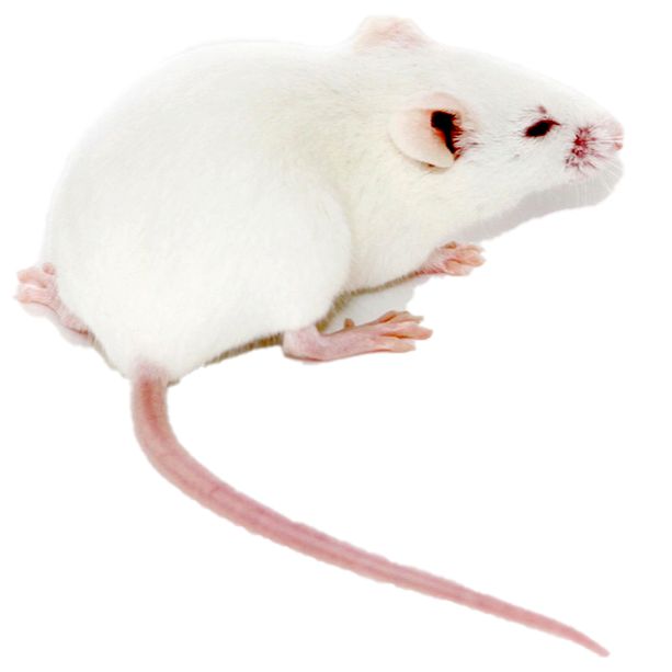 动物手术操作-小鼠手术操作动物实验