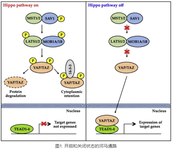 Hippo 通路-YAP 治疗癌症的关键靶标