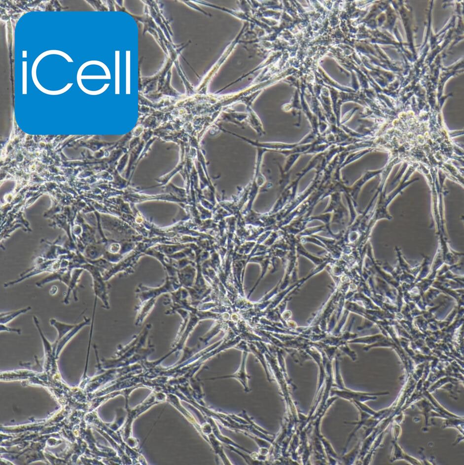 U87 MG 人脑星形胶质母细胞癌细胞/STR鉴定