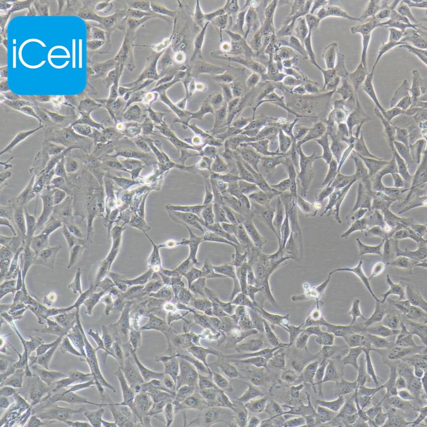 Calu-1 人肺癌细胞/STR鉴定/赛百慷（iCell）