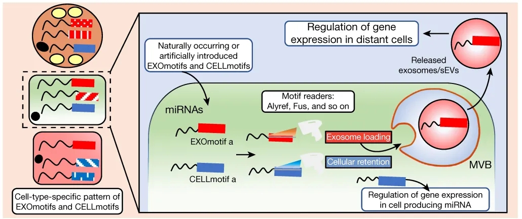 miRNA新研究进展盘点（20211230）