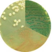 弧菌显色培养基