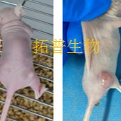 裸鼠成瘤/小鼠成瘤模型