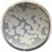 李斯特菌显色培养基