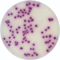 沙门氏菌显色培养基