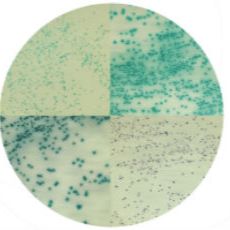 葡萄球菌显色培养基