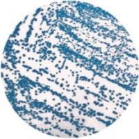 阪崎肠杆菌显色培养基（克罗诺杆菌）