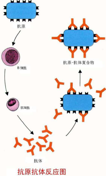 抗原抗体反应特点及影响因素