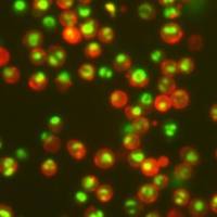 NUCVIEW 488 CASPASE 3 ASSAY KIT 30029